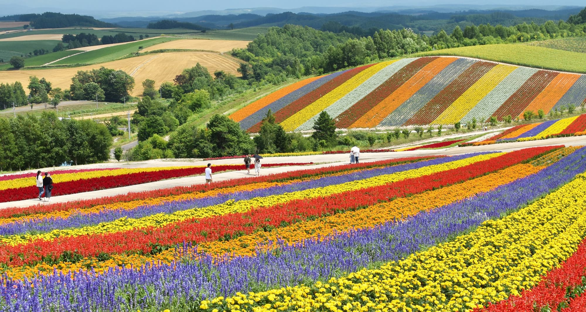 Hokkaido Tour Spring 2024 Hazel S Holoholo Gang   Hokkaido Tour Furano Flower Fields Min 